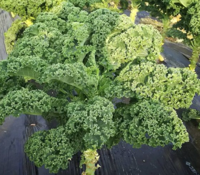 Cách trồng cải xoắn Kale