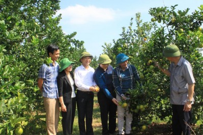 Tình hình sản xuất và tiêu thụ cây ăn quả tại tỉnh Bắc Giang