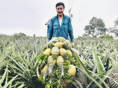 Bắc Giang: Tự hào trái dứa Hương Sơn