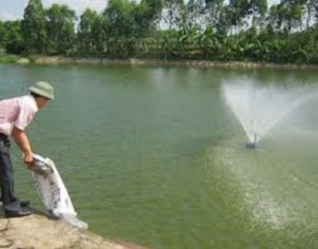 Biện pháp phòng bệnh tổng hợp cho động vật thủy sản trong mùa nắng nóng