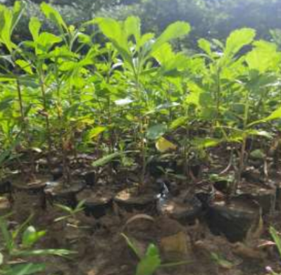 Nghiên cứu xác định một số dược tính của cây Ngải trồng trên địa bàn huyện Sơn Động
