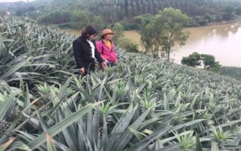 Ứng dụng tiến bộ khoa học kỹ thuật sản xuất dứa trái vụ tại Lạng Giang mang lại thu nhập cao