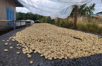 Cơ sở tiêu biểu trong sản xuất, tiêu thụ cà phê theo hướng hữu cơ tại Lạc Dương